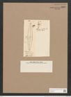 Frustulia viridula (Breb.) De-Toni (de-Toni-Nr.: Genus 19, Species 1160) Zeichnungen Sammlung Grunow Nr. 2265 (NHMW-BOT-W0369375)